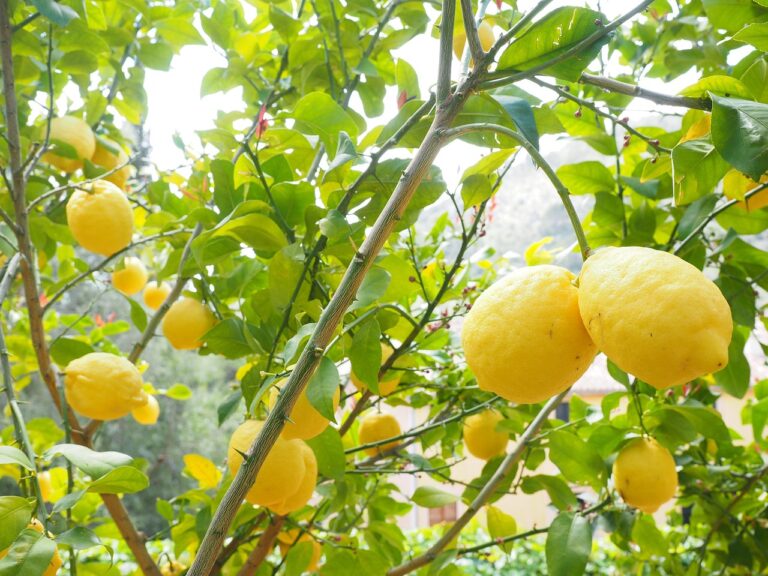 Limoni in vaso con frutti maturi, circondati da foglie verdi, pronti per la raccolta.